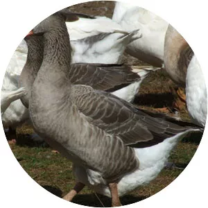 Pilgrim goose - Goose breed
