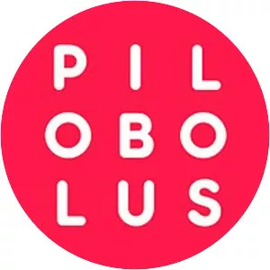 Pilobolus