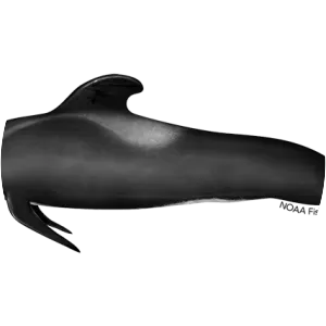Pilot whale