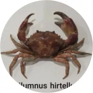 Pilumnus hirtellus