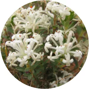 Pimelea humilis - 