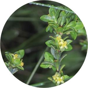 Pimelea serpyllifolia
