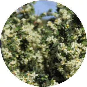 Pimelea spinescens - 