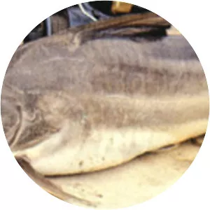 Pimelodus albicans - 