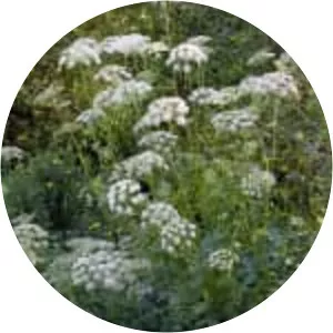 Pimpinella major