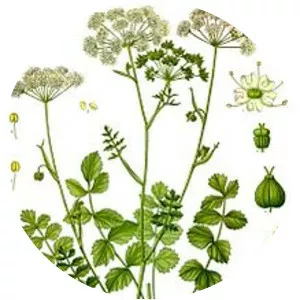 Pimpinella