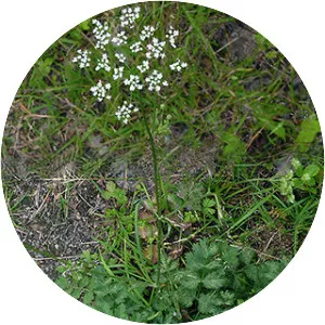 Pimpinella saxifraga