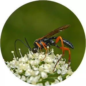 Pimpla rufipes