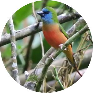 Pin-tailed parrotfinch - Birds
