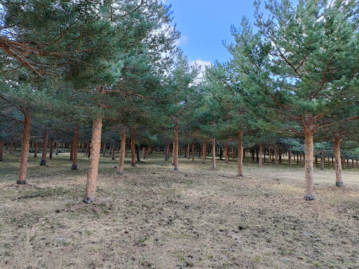 Pinar Prado Redondillo