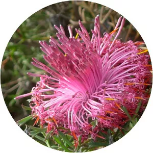 Pincushion coneflower - 