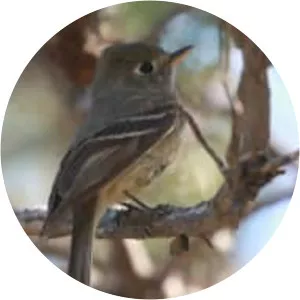 Pine flycatcher