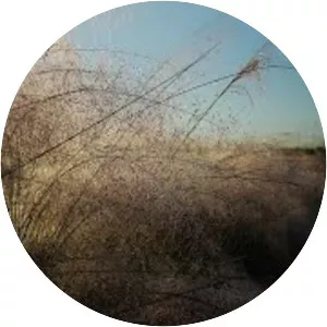 Pine Glades Natural Area