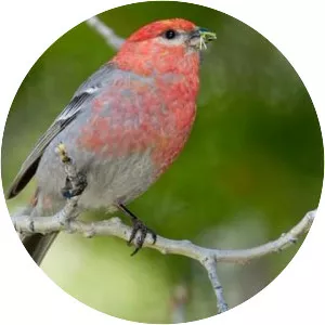 Pine grosbeak