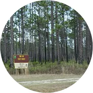 Pine Log State Forest - 