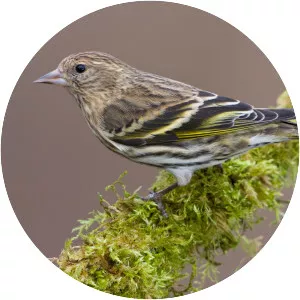 Pine siskin
