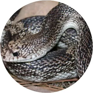 Pine snake