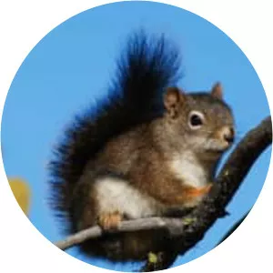 Pine squirrel - Rodent