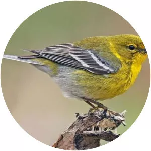 Pine warbler - Bird