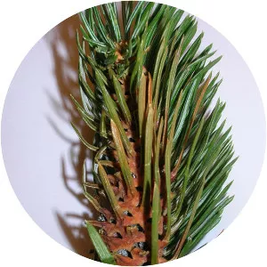 Pineapple gall adelgid