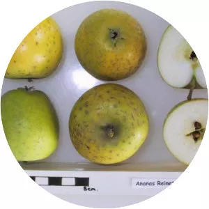 Pineapple rennet - Plants