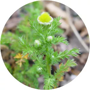 Pineappleweed - Plants