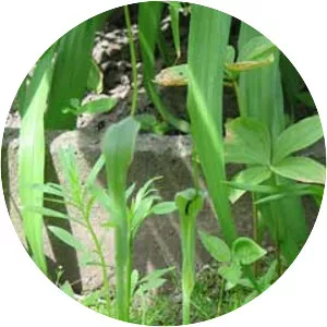 Pinellia ternata - Plants