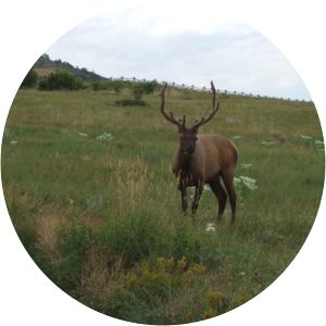 Pineridge Natural Area