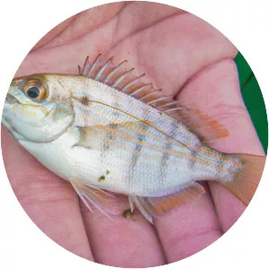 Pinfish
