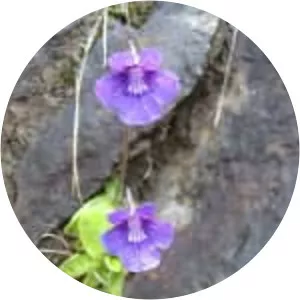 Pinguicula grandiflora