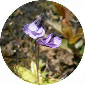 Pinguicula leptoceras - 