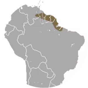 Pinheiro's slender opossum