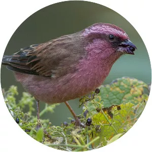Pink-browed rosefinch - Bird