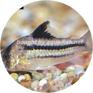 Pink corydoras