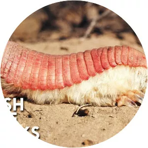 Pink fairy armadillo