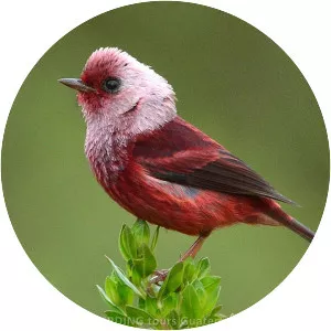 Pink-headed warbler