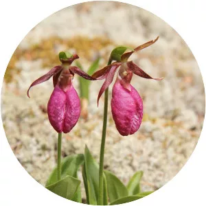 Pink lady's slipper