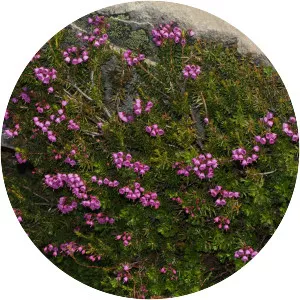 Pink mountain-heather