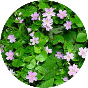 Pink purslane