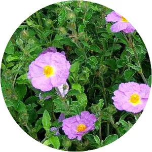 Pink rock-rose