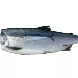 Pink salmon - Fish