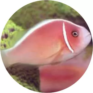 Pink skunk clownfish - Fish