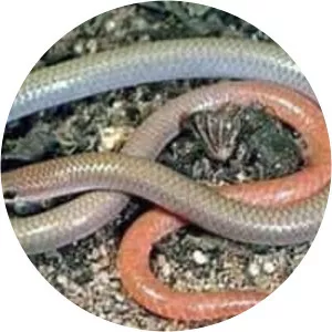 Pink-tailed worm-lizard
