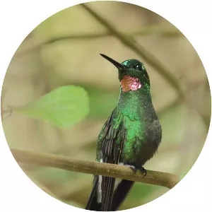Pink-throated brilliant