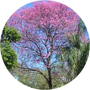 Pink trumpet tree