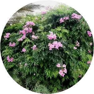 Pink trumpet vine - Plants