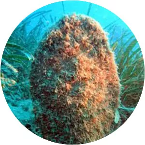 Pinna nobilis