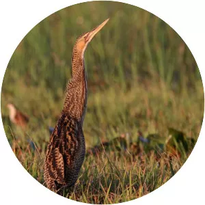 Pinnated bittern - Birds