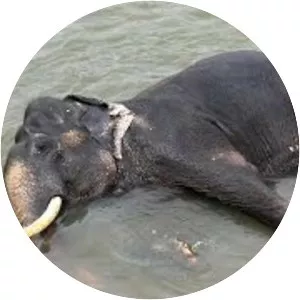 Pinnawala Elephant Orphanage - 