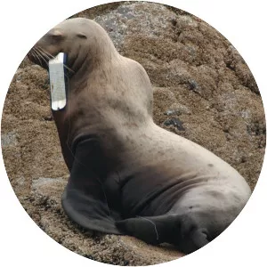Pinniped